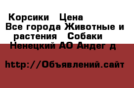 Корсики › Цена ­ 15 000 - Все города Животные и растения » Собаки   . Ненецкий АО,Андег д.